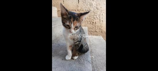 قطط للتبني مجانا - 3