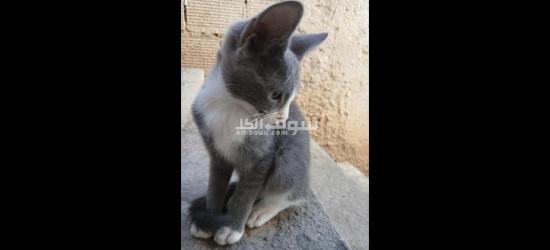 قطط للتبني مجانا - 5