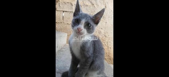 قطط للتبني مجانا - 6