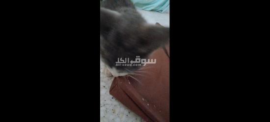 قطط للتبني مجانا - 7