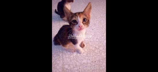 قطط للتبني مجانا - 9