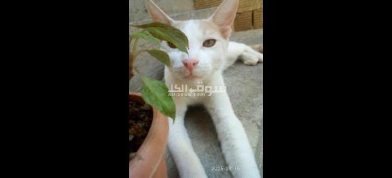 قطط للتبني مجانا - 11