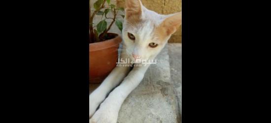 قطط للتبني مجانا - 12