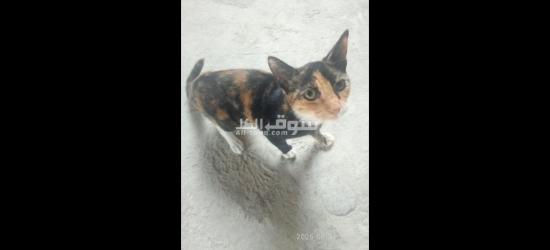 قطط للتبني مجانا - 13